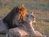 Africa Nature Animals (10)